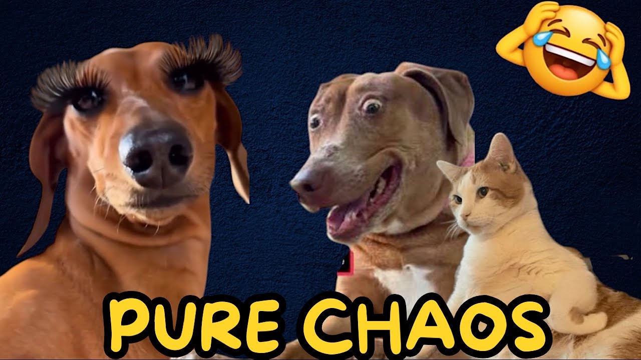 Cats & Dogs Funny Compilation 22 | That’ll Make You Laugh Out Loud! 😹🐕