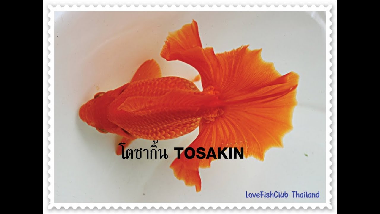 LFC-T เทปที่17 ปลาทองโตซากิ้น TOSAKIN