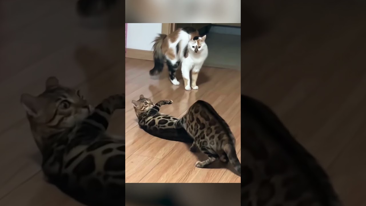 L'Insolence des Chats 2 !!!!! #czat #czaty #natura #animaux