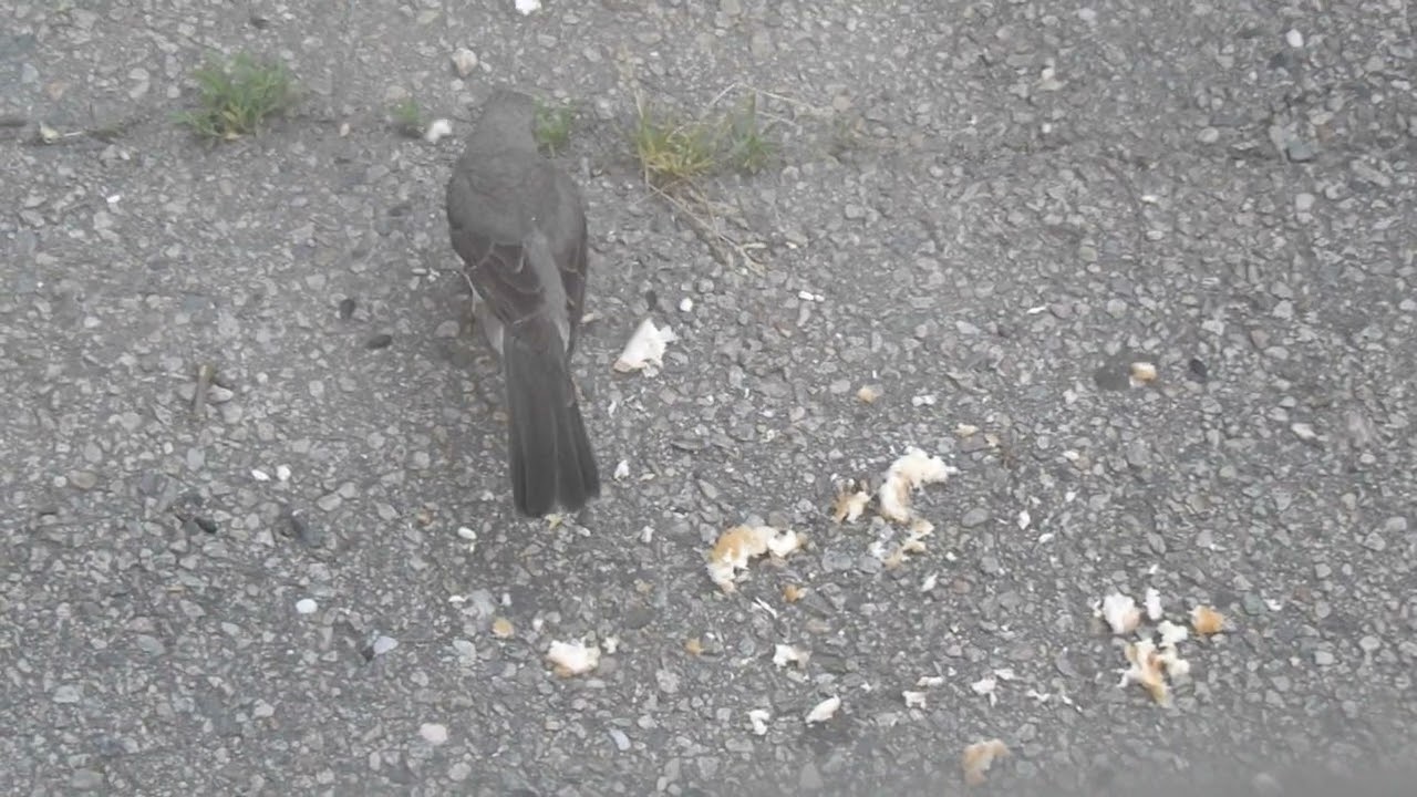 Mockingbird Fending off Starlings