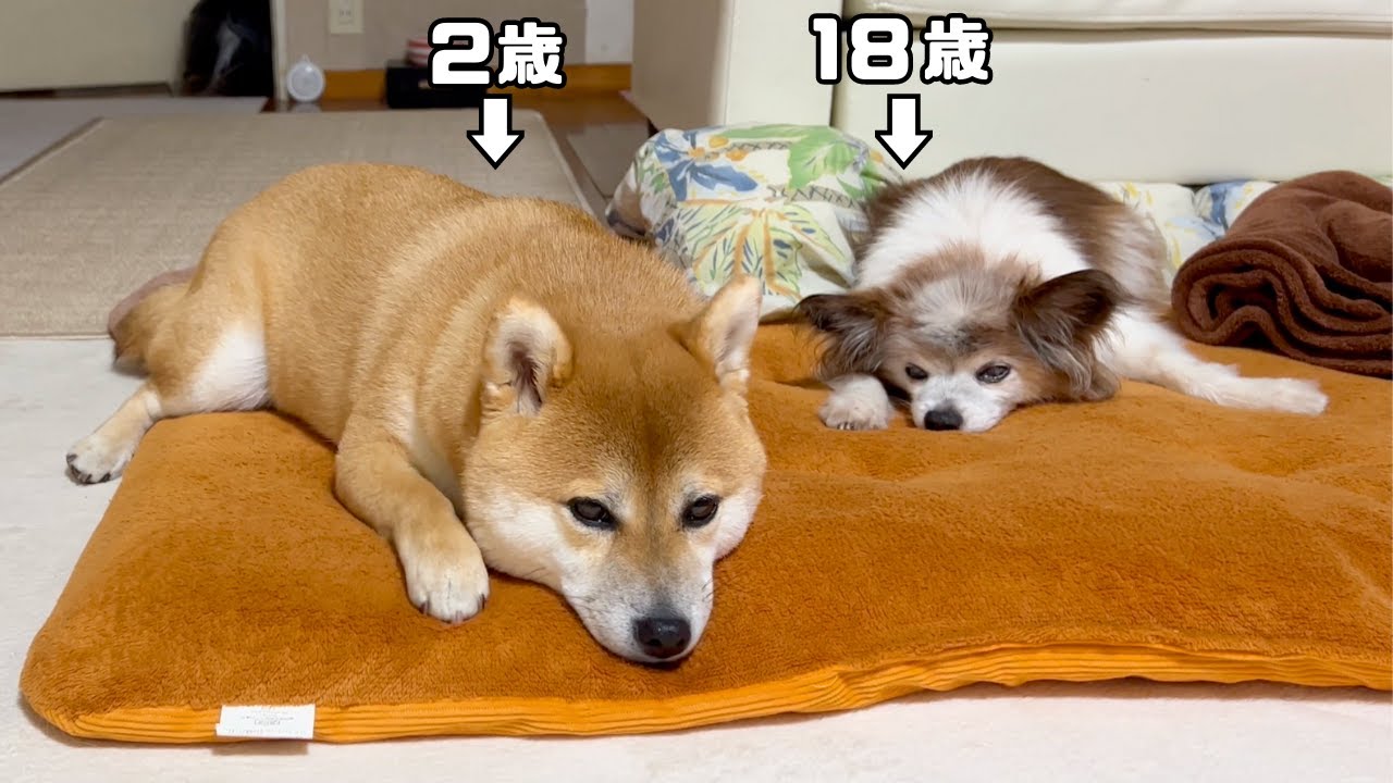 柴犬(2歳)と先住犬(18歳)の留守番をカメラで見守ったら愛が溢れてました