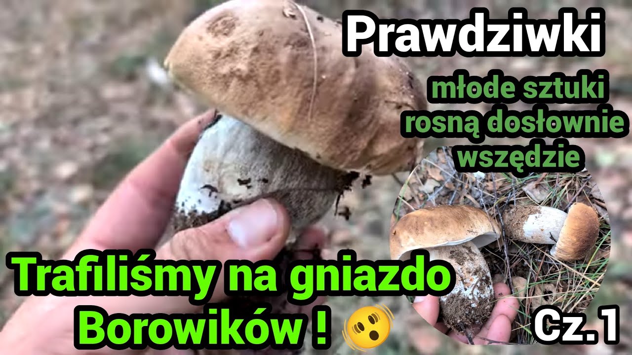 Boletus 🍄‍🟫 - острова 🫨 Boletus edulis.🍄‍🟫
