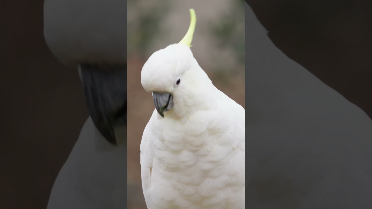 Cockatoo | Sony FX30 Sigma 100-400mm f/5-6.3