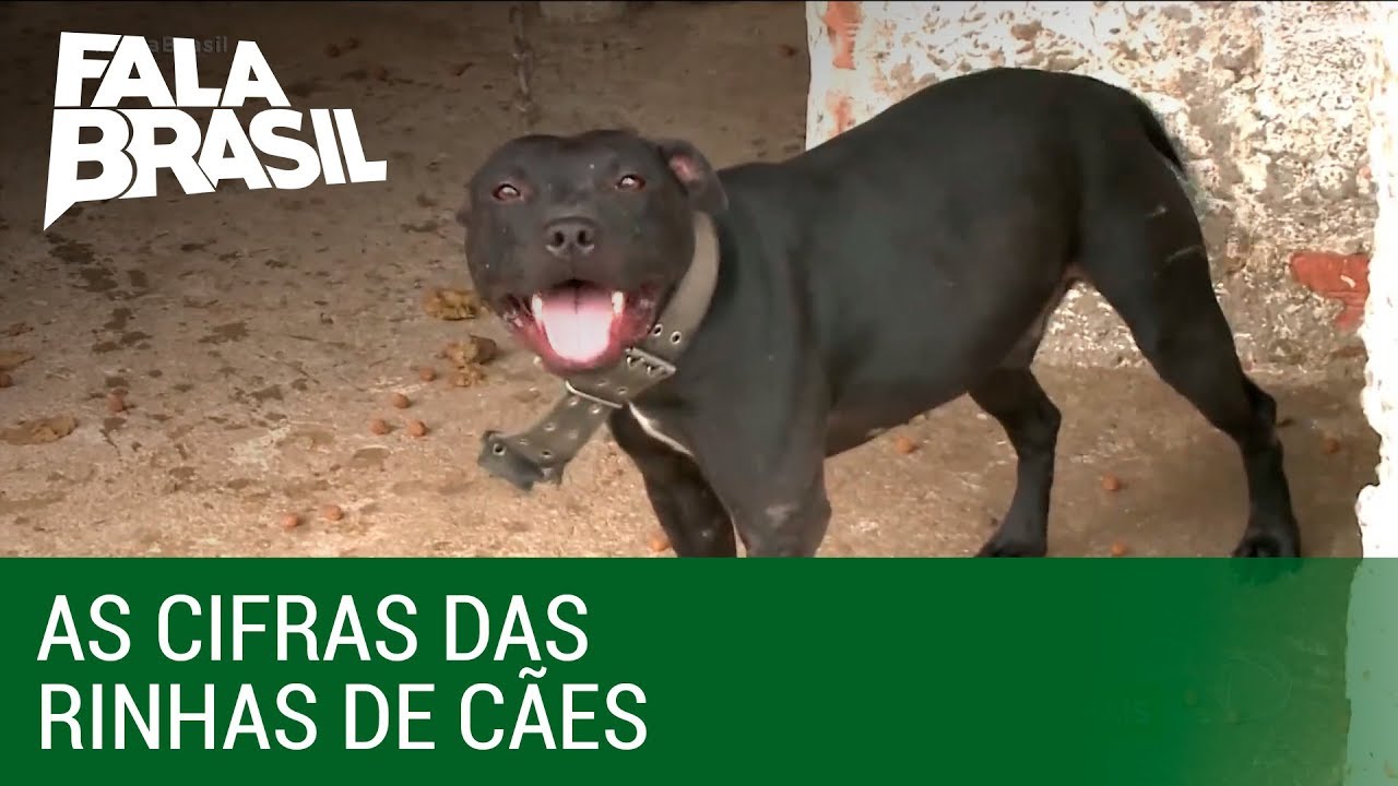 Apostas milion&aacute;rias movimentam rinha de c&atilde;es
