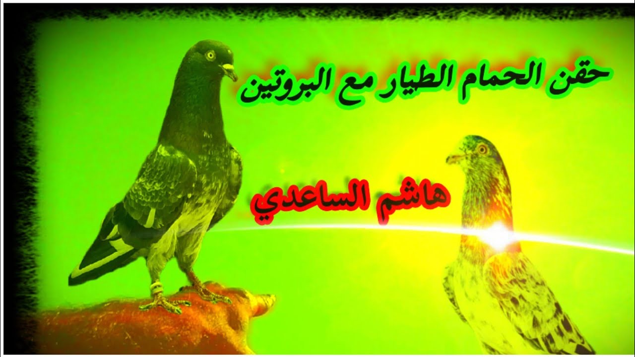 حقن الحمام الطيار قبل المطيار في ساعه لاحظ أن الإبداع في الهيل ولوز كم له فائده هذا الجزء الأول