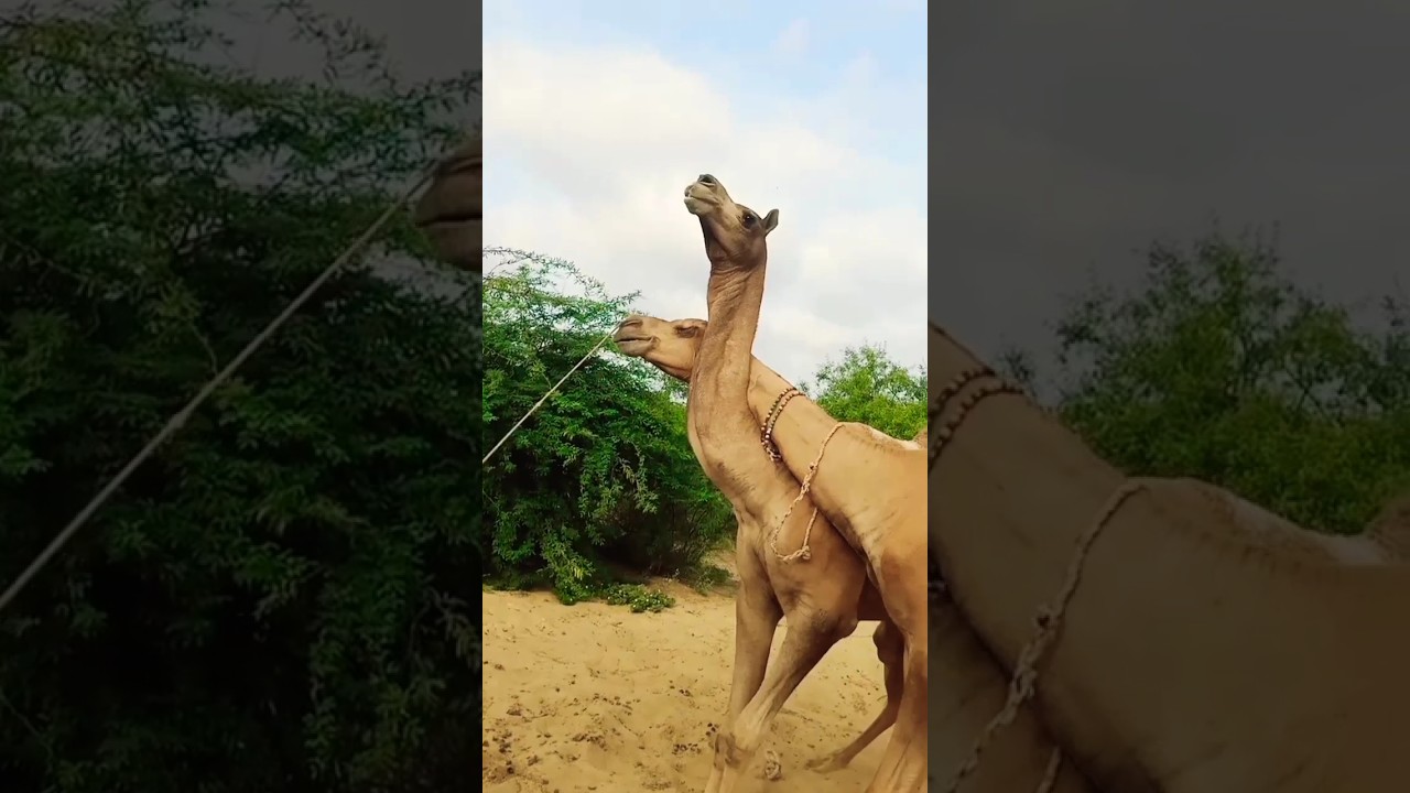 Camel Fight Shorts 2023. Dangerous Fight #youtubeshorts #camel #cameljump #desertcamel #longjump