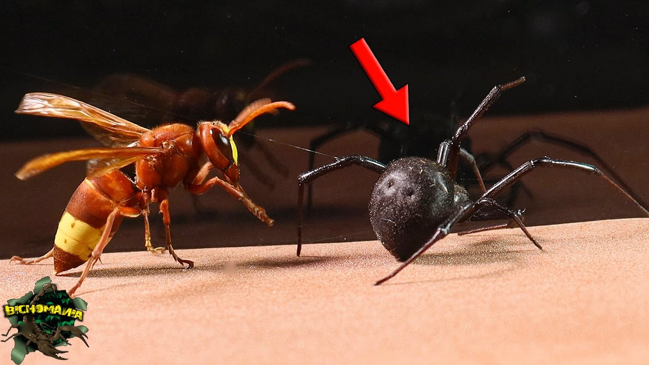 ¿Qué PASARIA si una AVISPA ASIATICA y una VIUDA NEGRA se ENCONTRARAN? ¡Depredadores en ACCION!