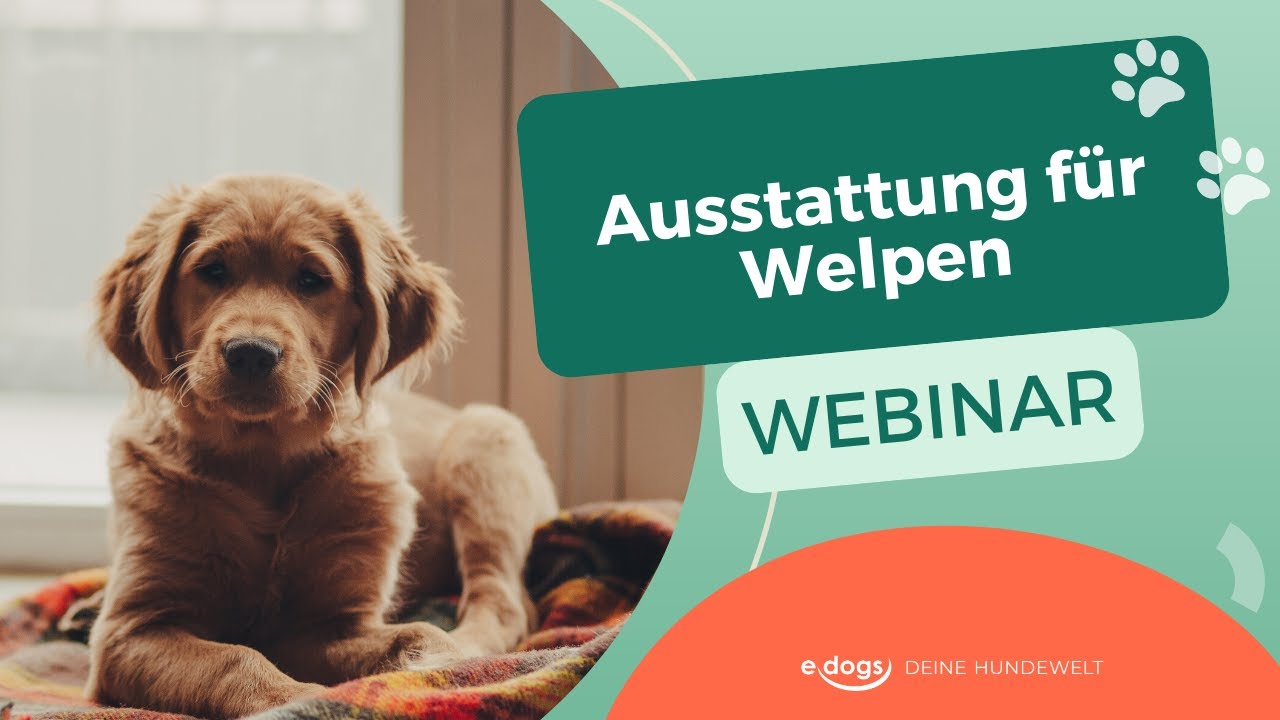 edogs Webinar -  Ausstattung f&uuml;r Welpen: Was muss ich beachten, wenn ein Welpe einzieht?