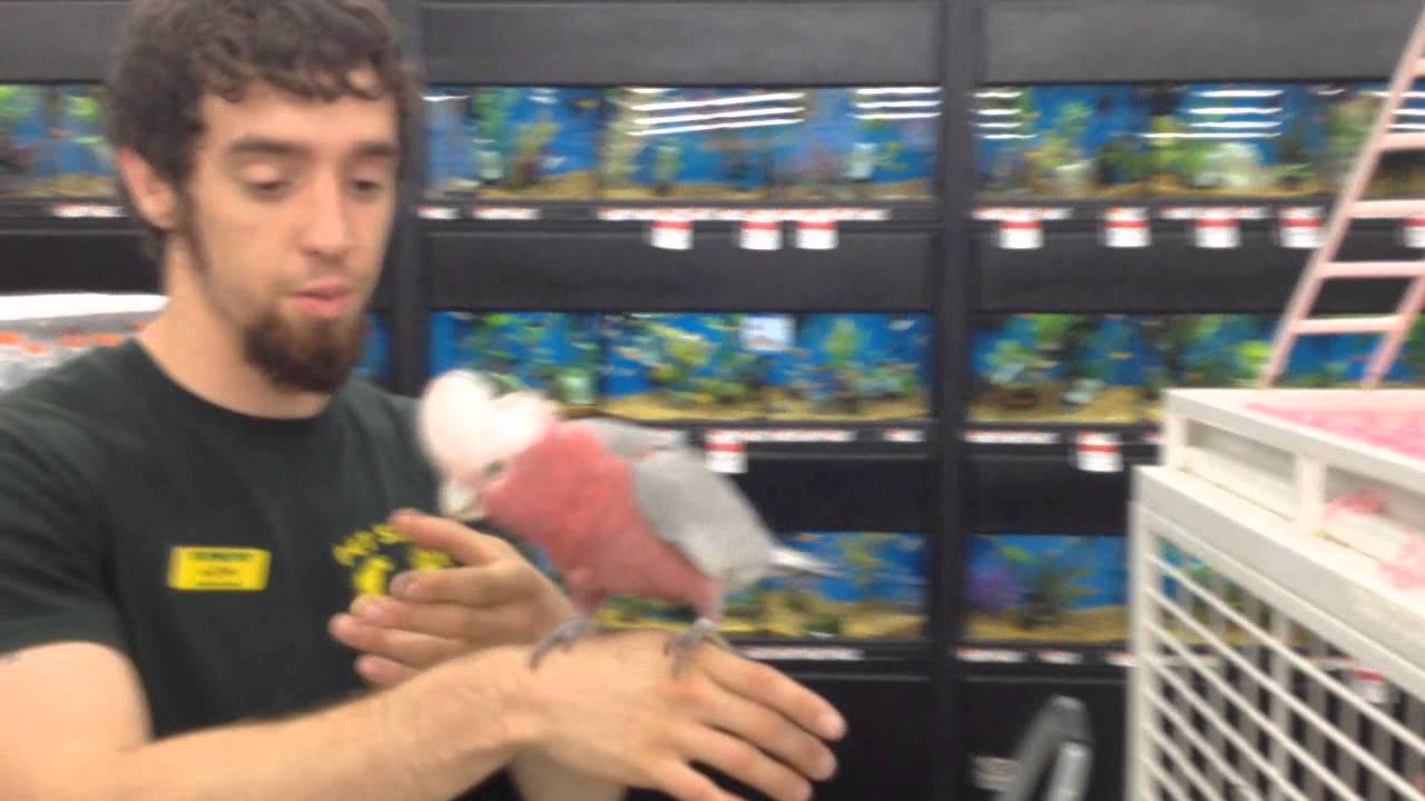 Bird Caught On Tape