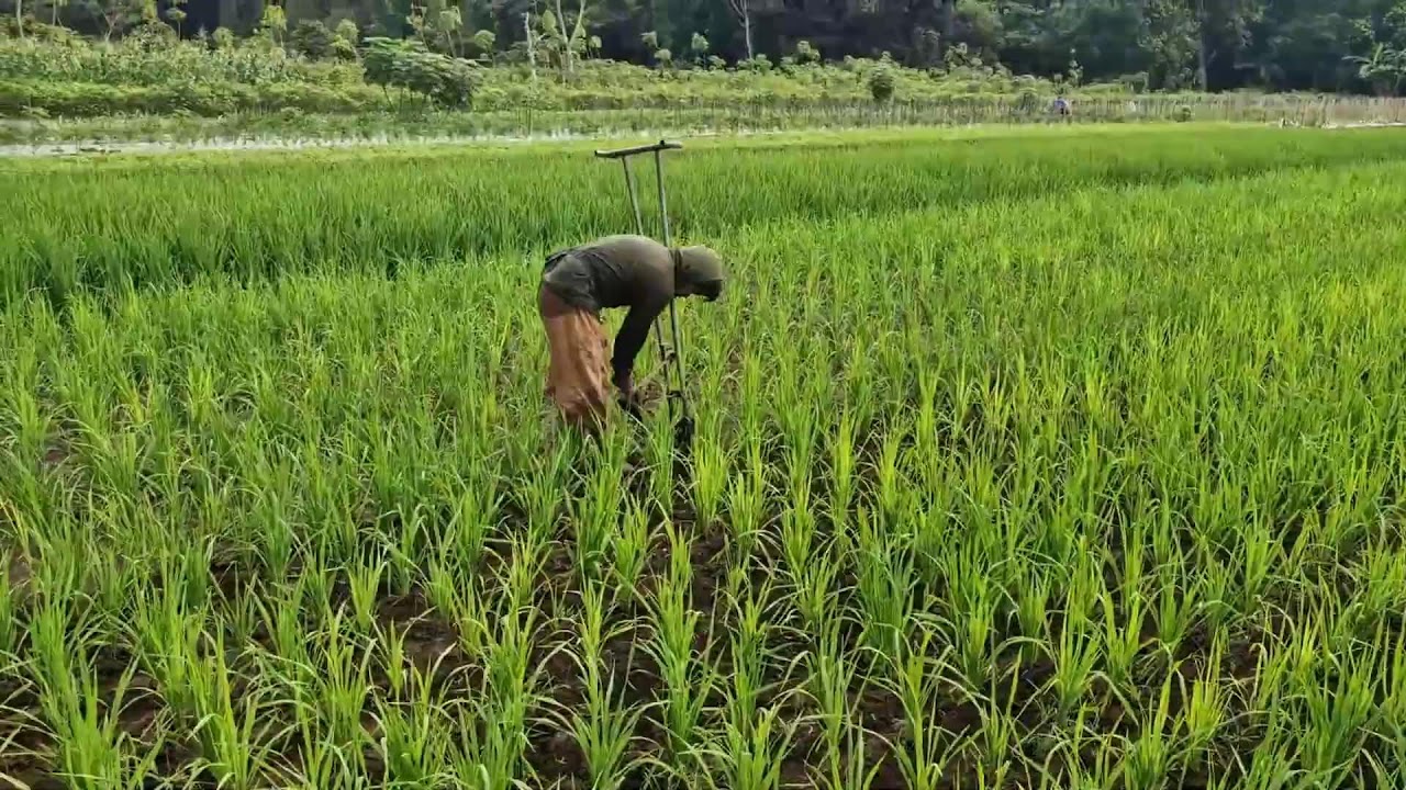 VERY SATISFACTORY! FARMERS WEED RICE WEEDS WITH UNIQUE HOES-traditional farmer