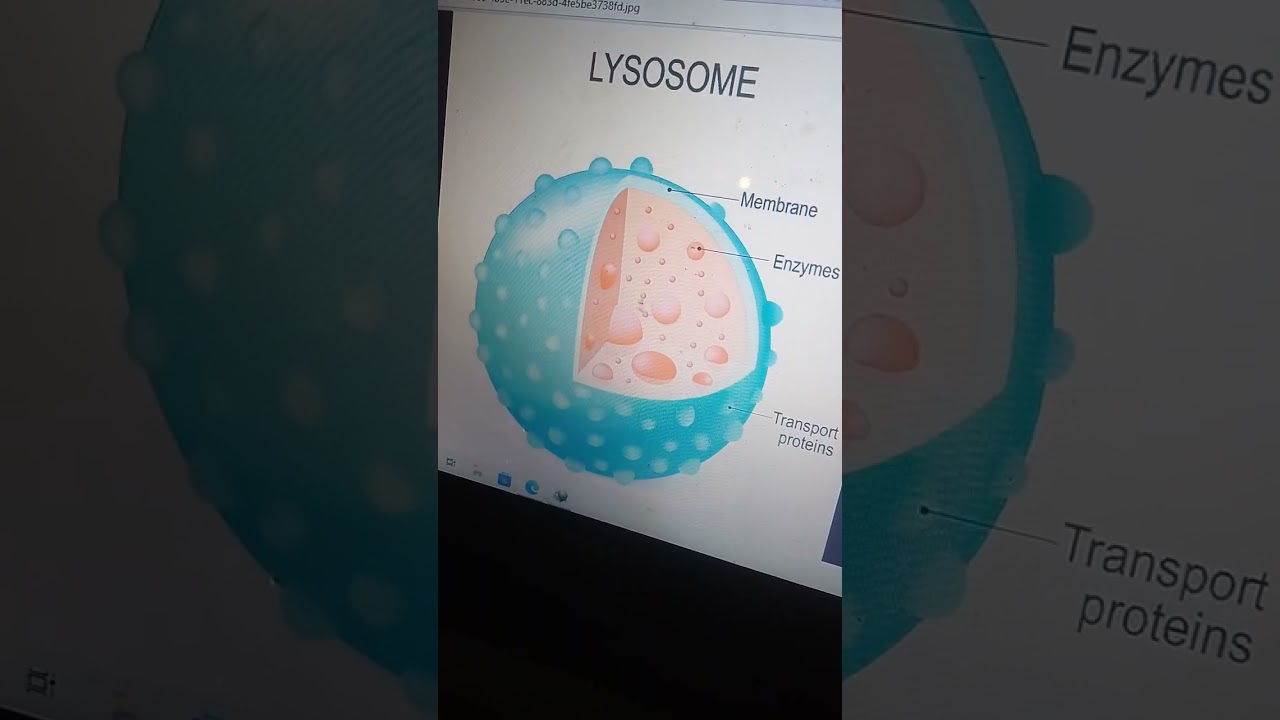 بكتيريا_تنافسي_الحلقة (٣)_Vet.Micro