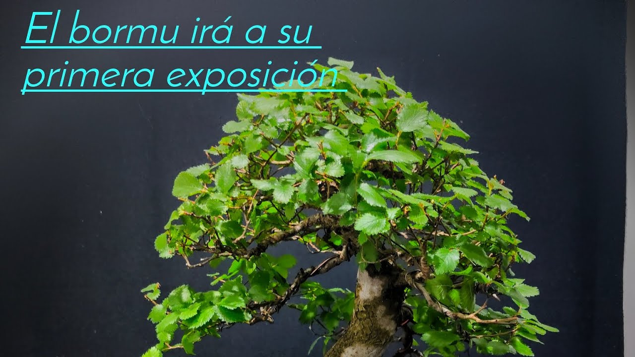 Exposición Alcalá de Guadaira sábado y domingo 22 y 23 de noviembre 👌