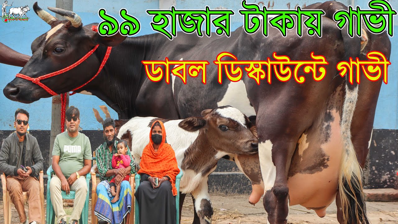 লাখ টাকার নিচে প্রবাসীদের দুধের গাভীর স্বপ্ন পুরণ।কাউন্সিলর ভাইয়ের সুপার ডিস্কাউন্টে গাভীর প্রতিবেদন