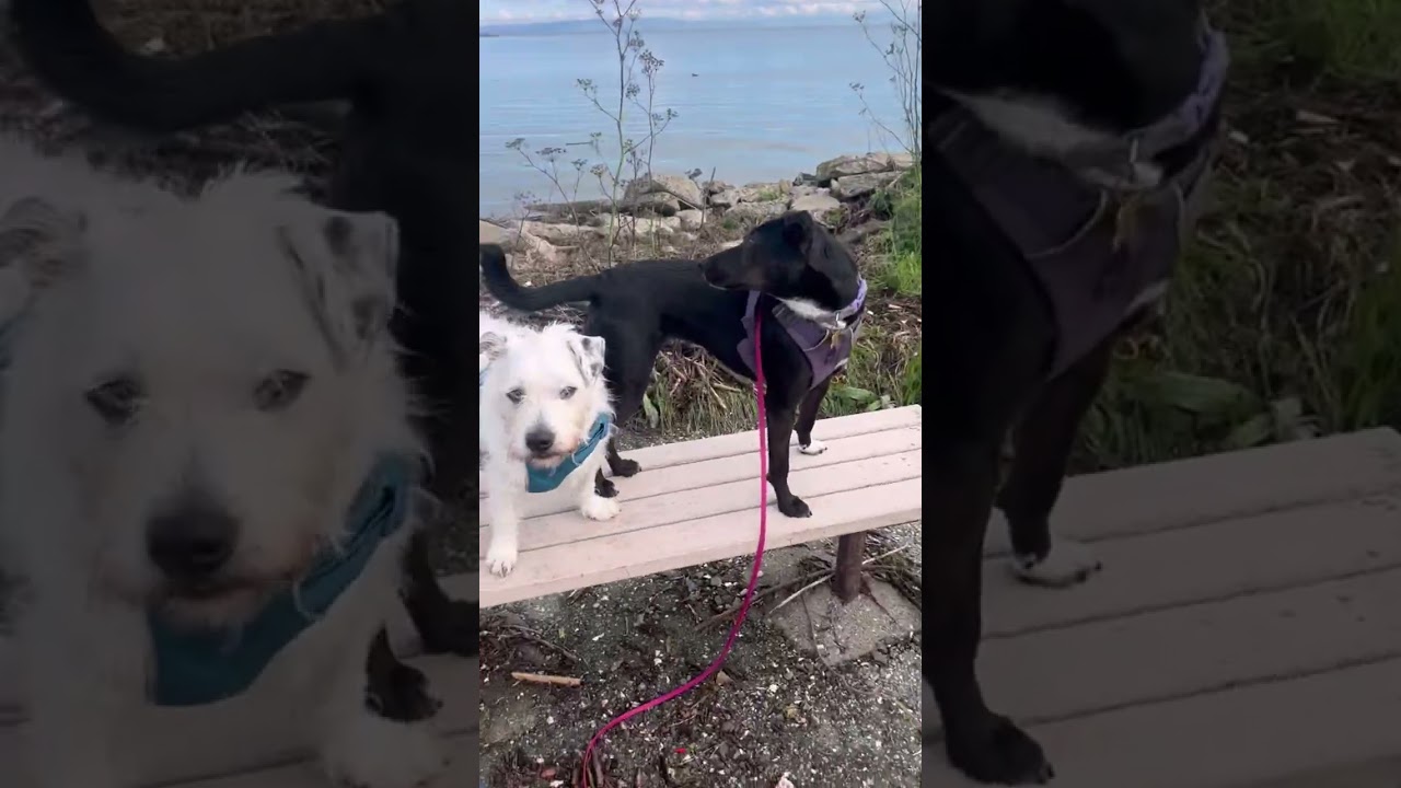 Helping 3 sensitive dogs avoid the public 