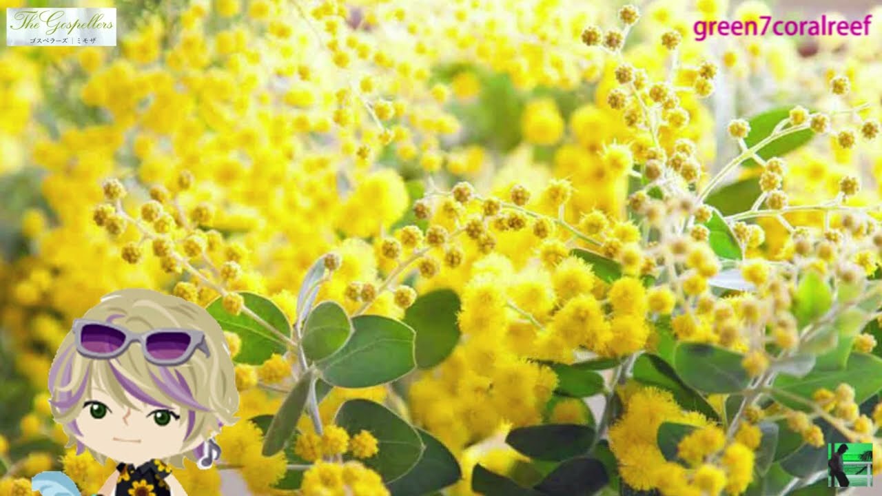 ミモザ / Mimosa － ゴスペラーズ / Gospellers《歌詞付き》
