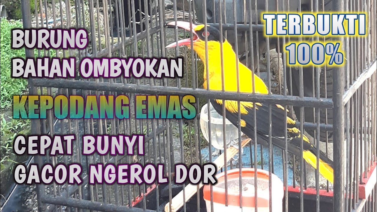 CARA MERAWAT KEPODANG EMAS BAHAN BIAR CEPAT GACOR || Perawatan Harian Kepodang Ombyokan Cepat Bunyi