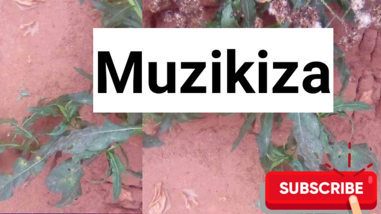 Eddagala lino liyitibwa muzikiza, abakwogelako oliko olutwe ,oyagala kuzikiza malogo tosubwa