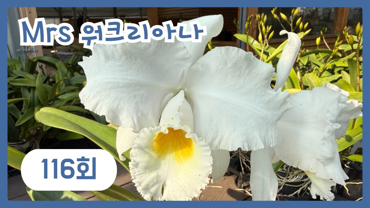 전시회 공지사항 있습니다~미니카틀레아들이 기다리고 있습니다~