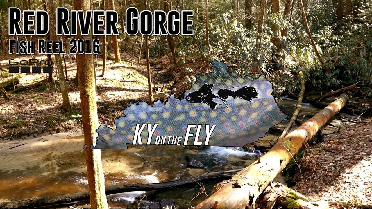 Fly Fishing the Red River Gorge