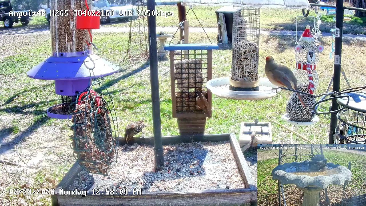 North Texas Front Yard Bird feeders Live!! New Camera!! Great video!!