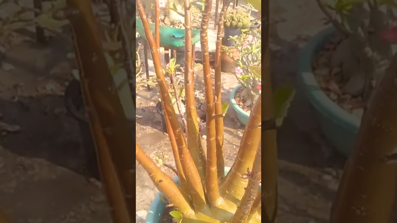Adenium Plant Caudex Colour Dipend On Nature #adenium  #adeniumplant #adeniumcaudex