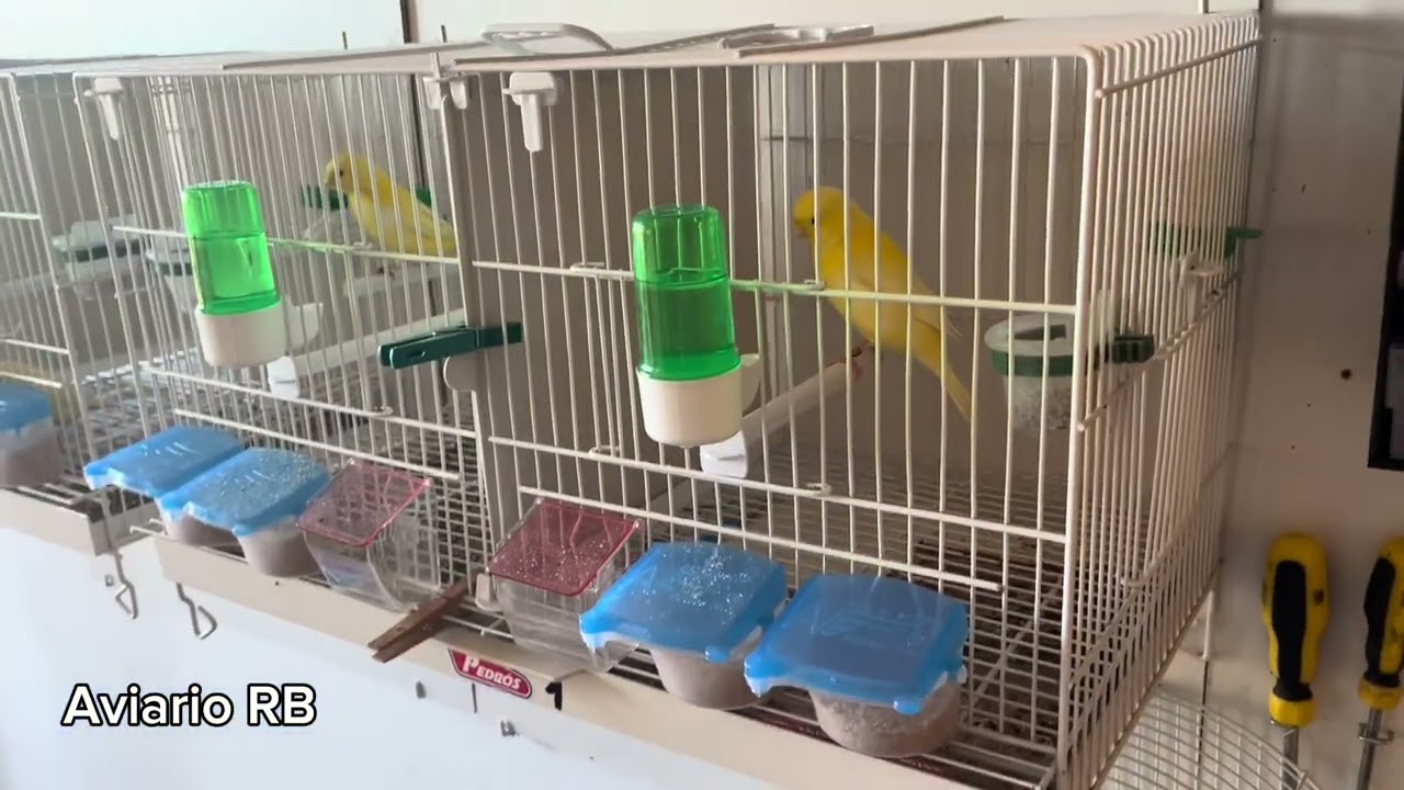 Cómo dejar tu aviario preparado por si te vas de vacaciones !!!