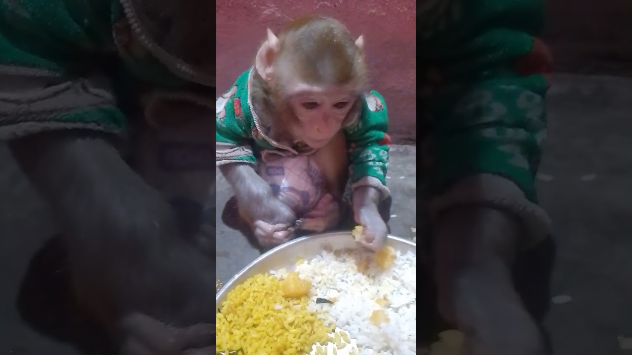 Monkey beby 😆🐒 #monkey 