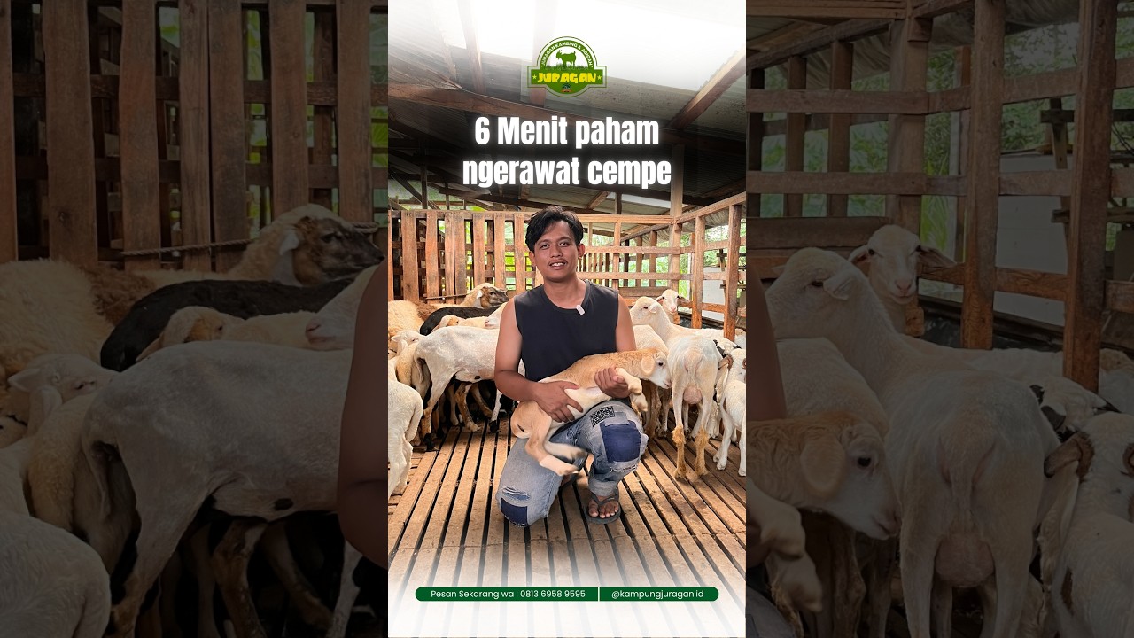 6 menit paham cara ngerawat cempe