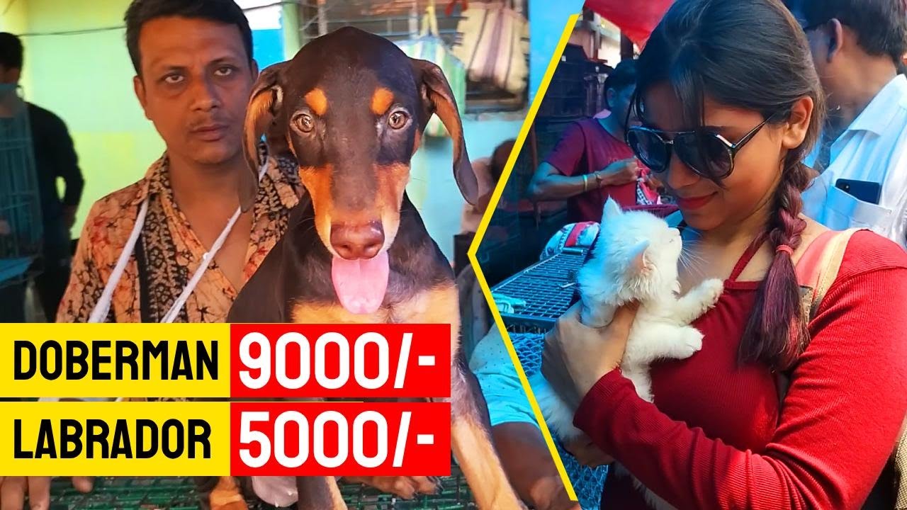 Galiff Street Pet Market Kolkata | dog market in kolkata price | dog market kolkata | Dogs