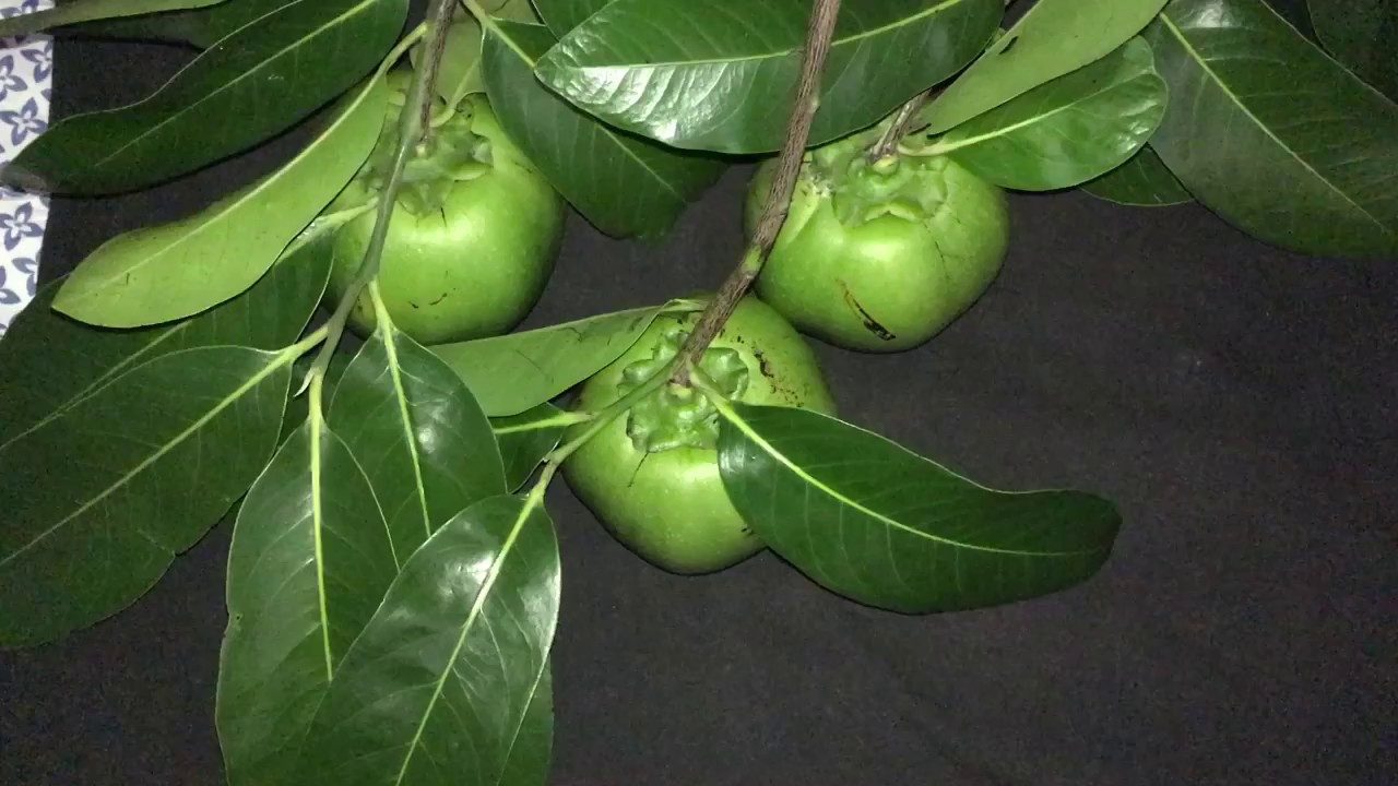 What is Black Sapote? Chocolate Pudding Fruit!