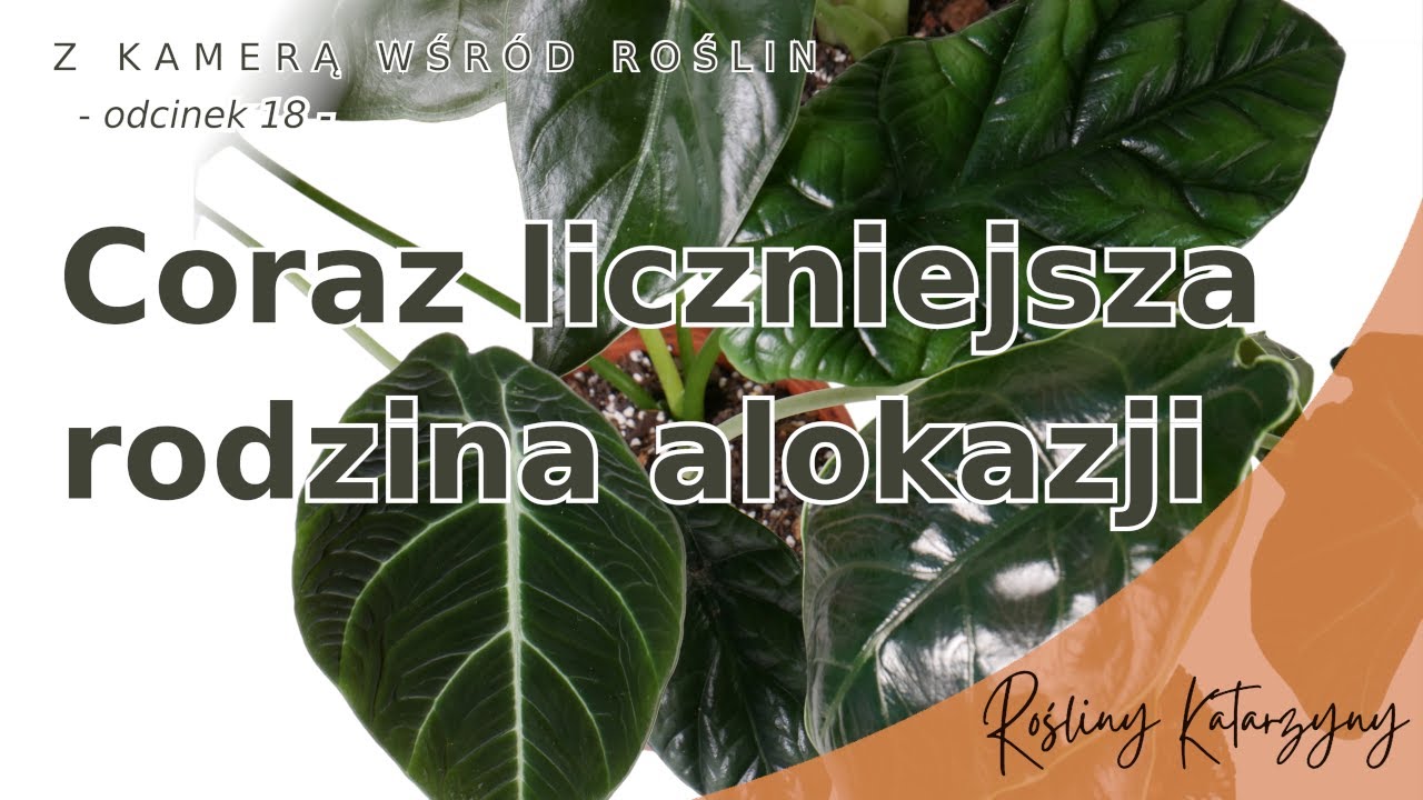 Alokazje, coraz więcej alokazji! 😄 Uprawa w bigosie 🌱 - 🪴 ZKWR 18