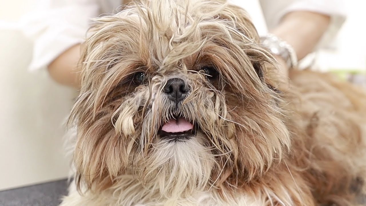 유기견  확 달라진 모습[파리봉]abandoned dog Shih Tzu grooming 시츄미용 강아지미용(eng sub)