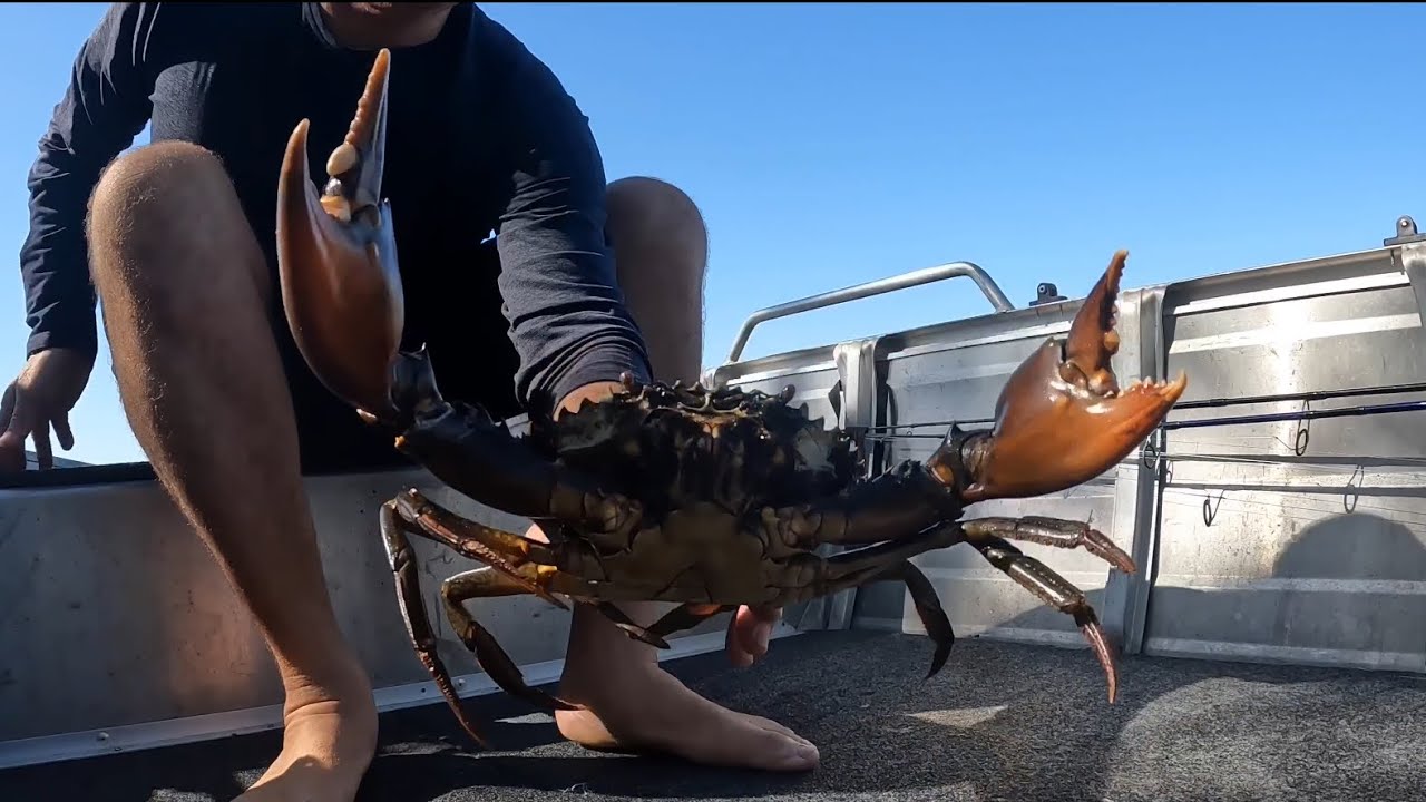 GIANT MUD CRAB | TOO MANY TO HANDLE!! |              Catch and Cook