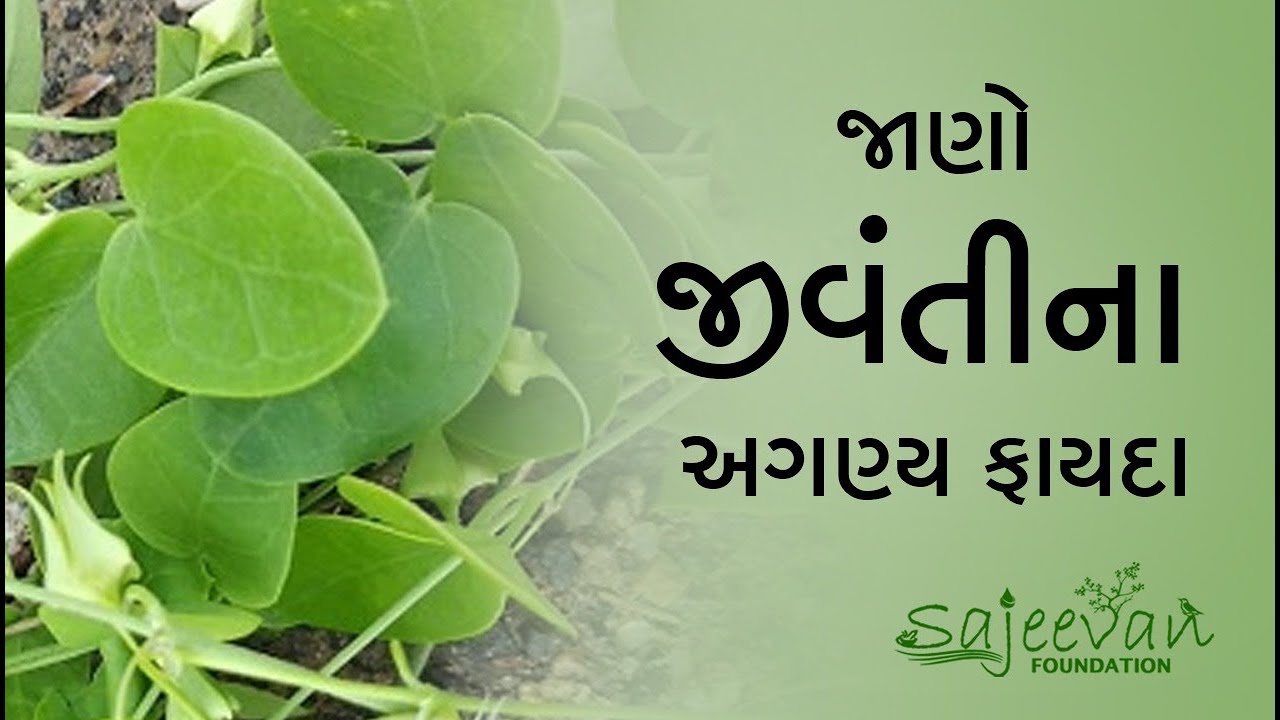 જાણો જીવંતીના અગણ્ય ફાયદા | Benefit of Jivanti | Shree Ramesh Joshi | Sajeevan Foundation