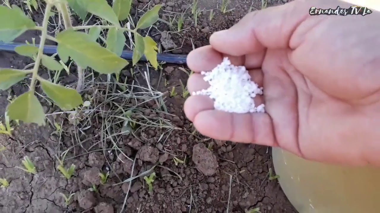Como adubar tomates com adubos químicos.