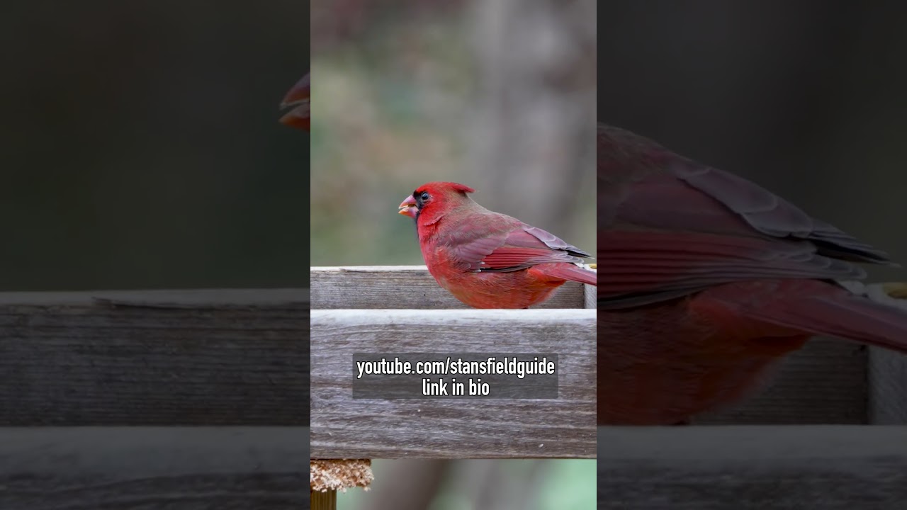 Birds Are Relaxing, OK?  