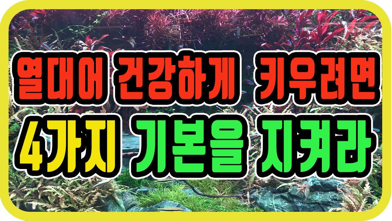 열대어 건강하게 키우는 방법/열대어 건강을 위해 기본을 지켜보자