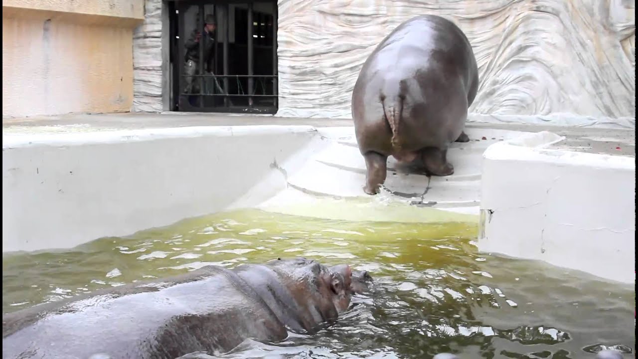 上野動物園  夕方のカバ　ジローとサツキ