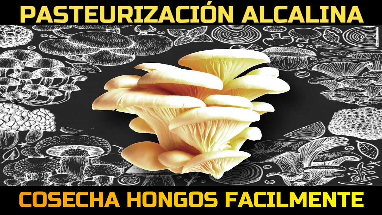 Pasteurización con Cal para Cultivar Hongos 🍄💲