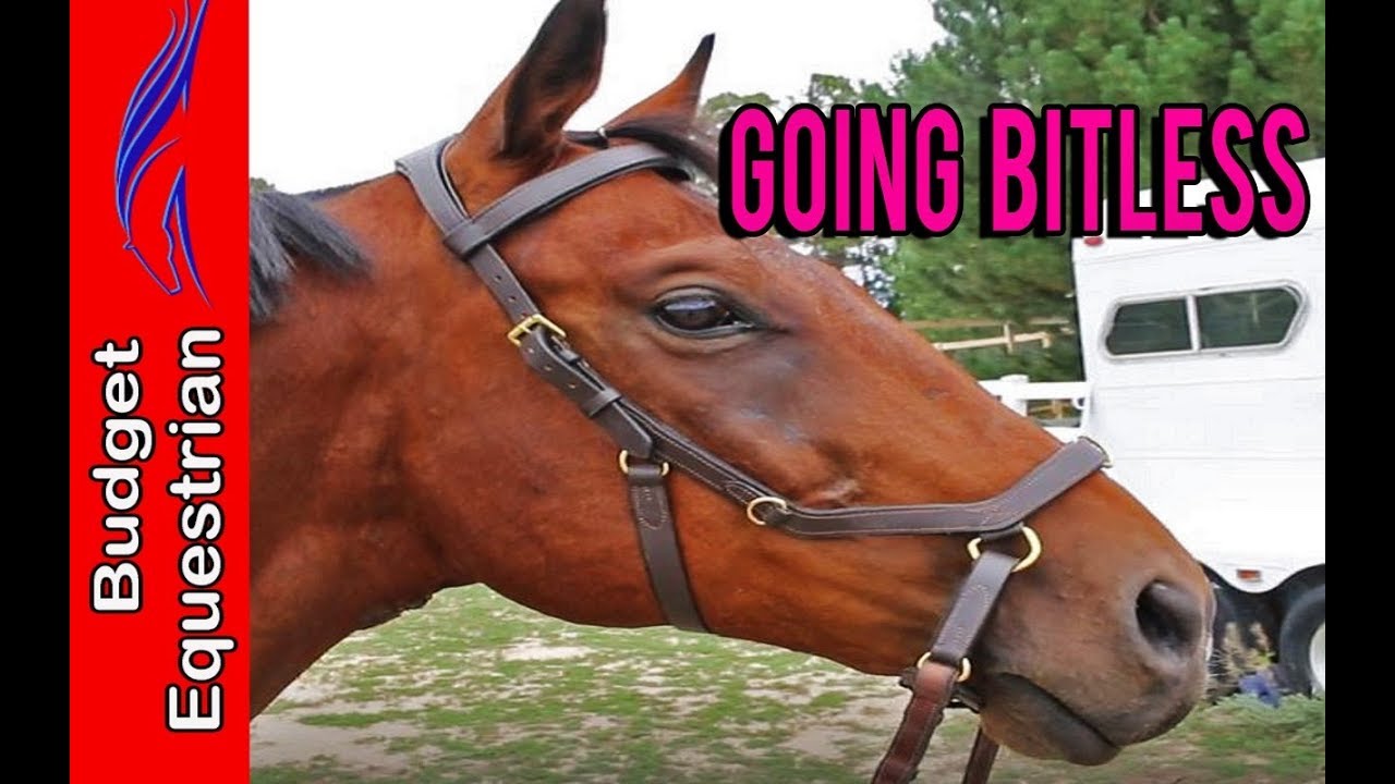 Going Bitless | Day 10 Of Being A Better Rider Challenge