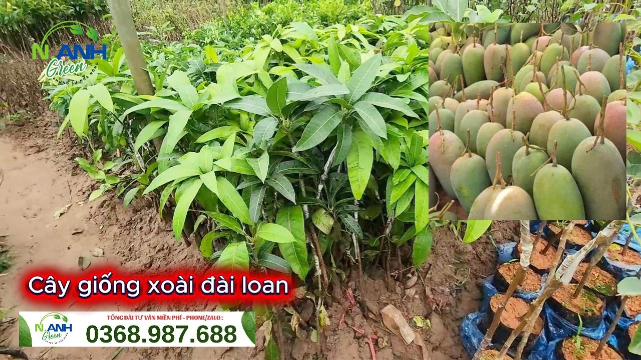 Cây Giống Xoài Đài Loan Năng Suất Cao Tại Học Viện Nông Nghiệp Hà Nội