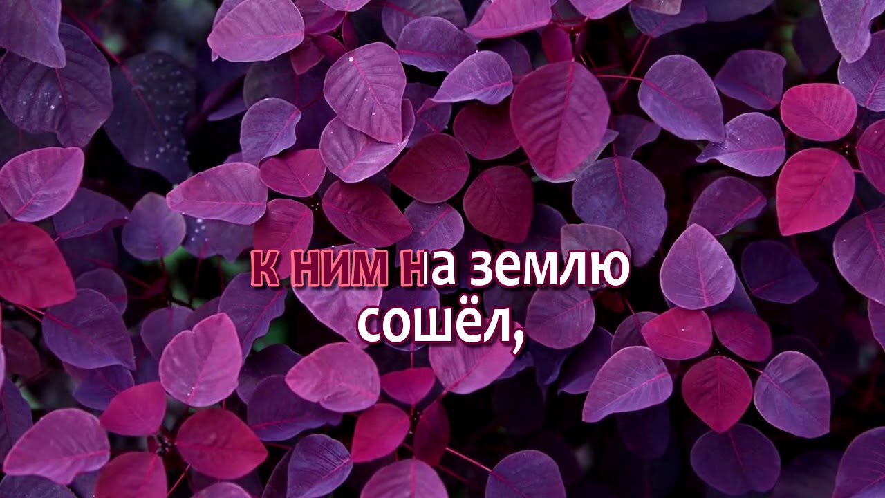 О, мой друг, посмотри