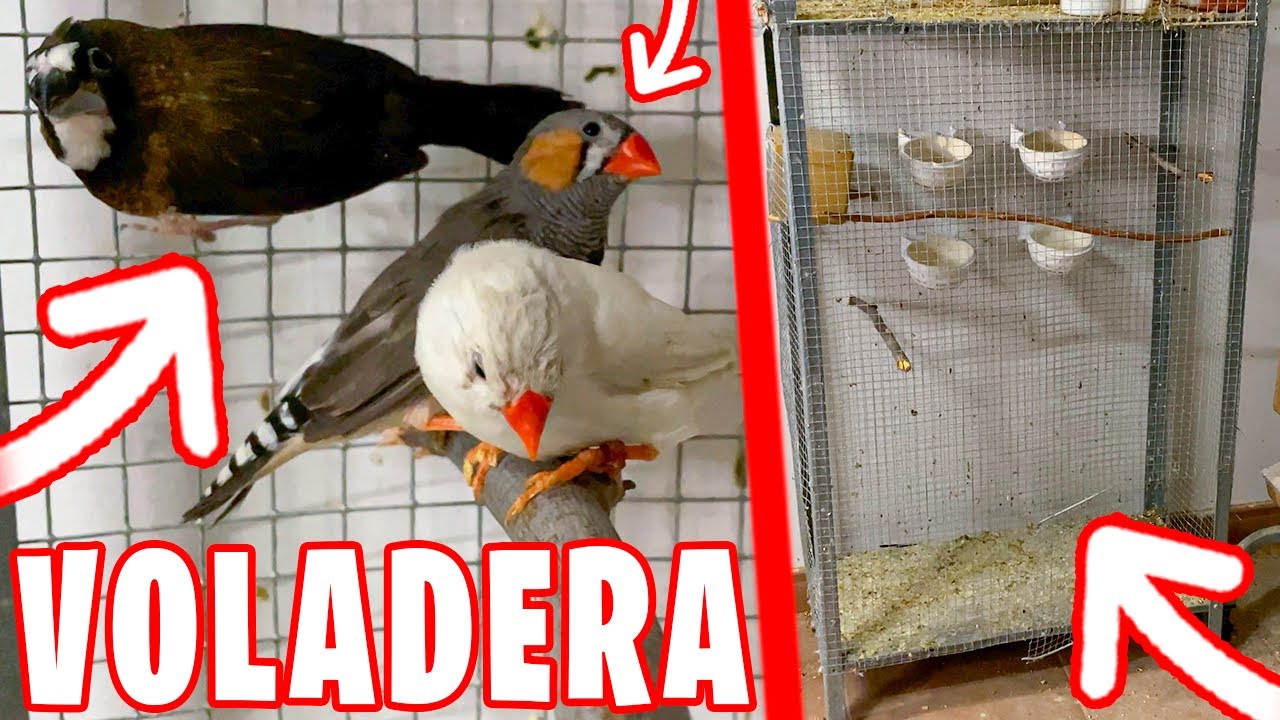 NUEVA VOLADERA PARA LOS DIAMANTES MANDARIN