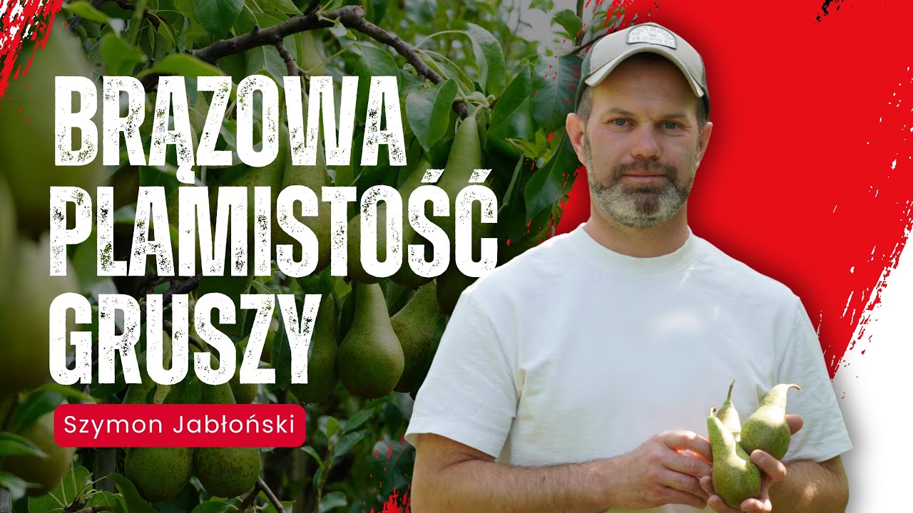 Brązowa plamistość gruszy ATAKUJE! Jak uratować sad przed Stemphylium?!