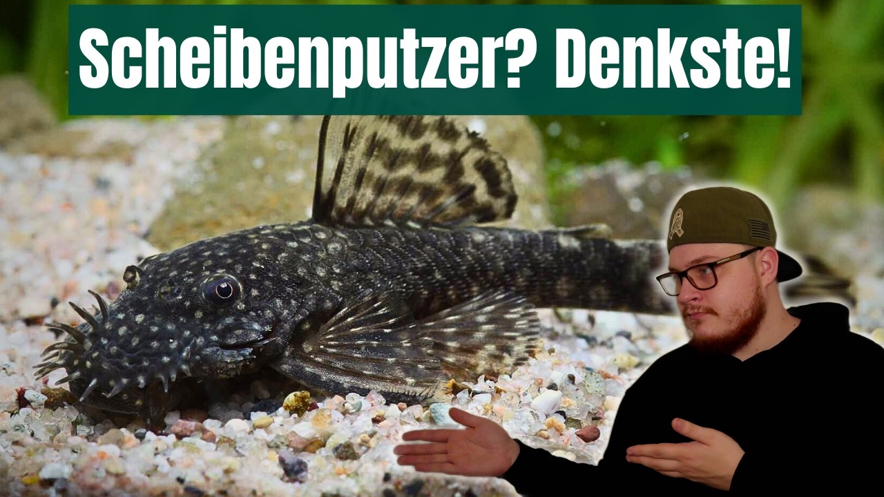 Antennenwels L144: Haltung, Pflege & die Wahrheit &uuml;ber den &sbquo;Scheibenputzer&lsquo;!