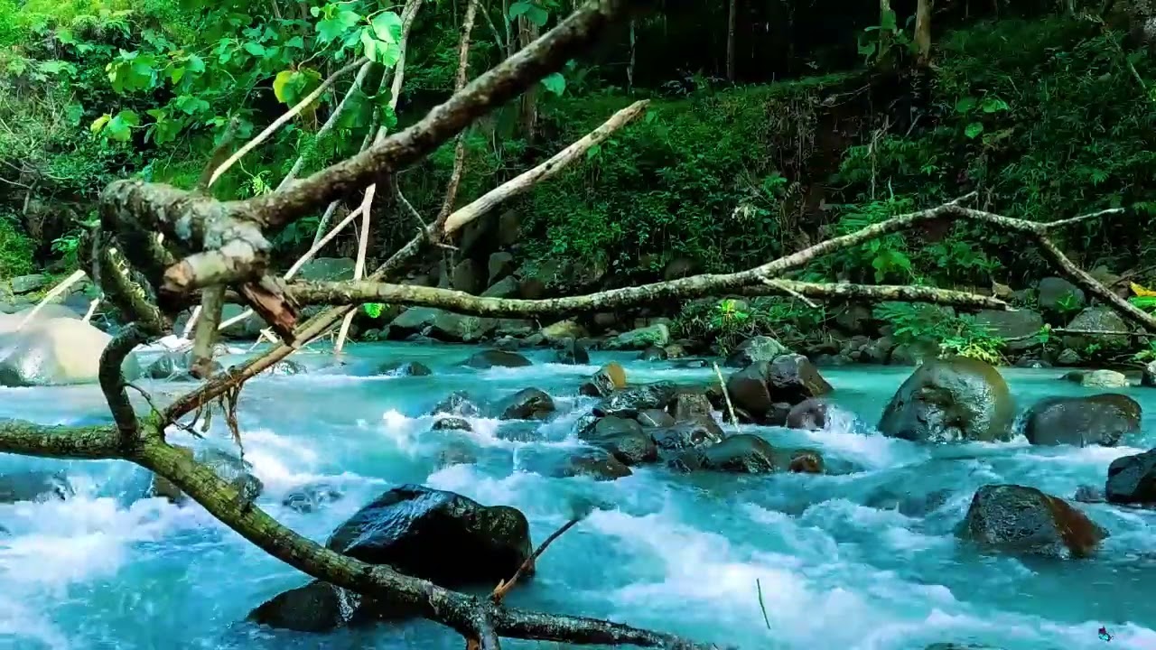 Tranquil River Sounds & Cozy Ambience for Relax and Stress Relief