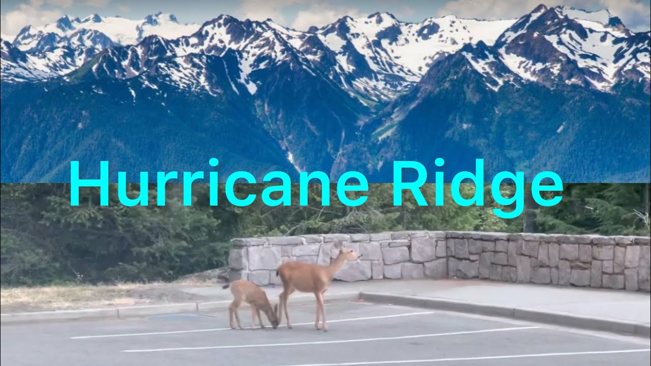 Discovering Beauty of Hurricane Ridge in Olympic National Park