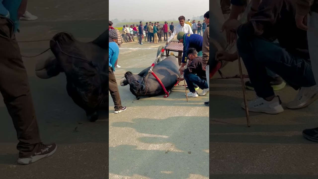 Jhota race #jhotalover #trending #jhotaracenew #viralvideo #farming #jhota #viralvideo