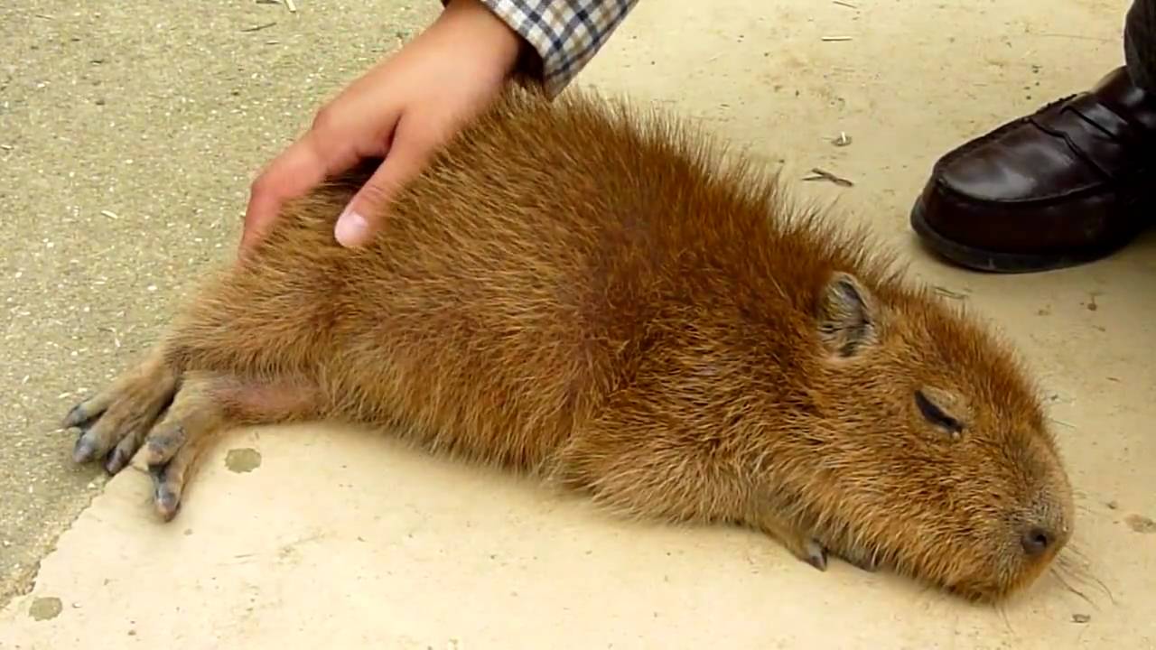 ツボを撫でられヘブン状態の仔カピバラ HD ver. (Scratching child Capybara)