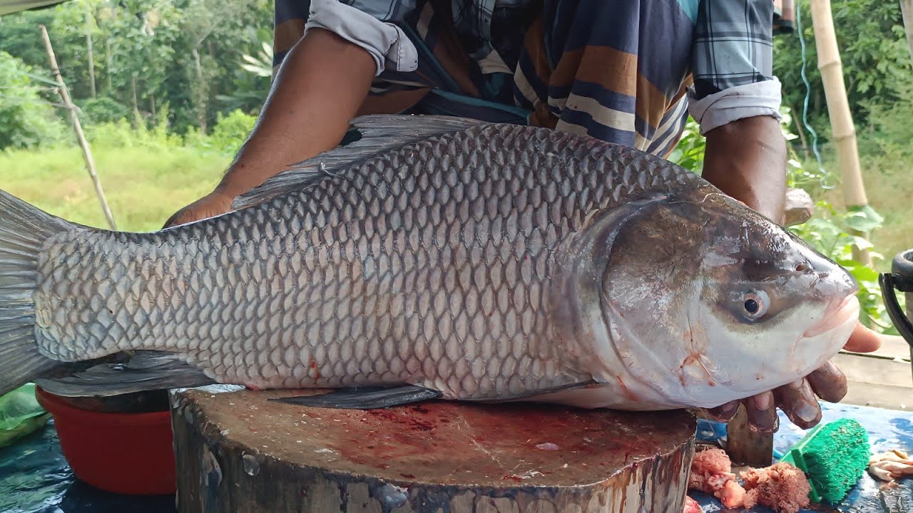Big Fish Cutting ASMR | Professional Fish Cutting Skills With Sharp Knife Very Satisfying Video
